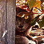 animal, branch, cat, close_up, curious, feline, gray_cat, hidden, leaves, mysterious, nature, outdoor, pet, quiet, shadow, stone, sunlight, texture, wooden_post, yellow_eyes