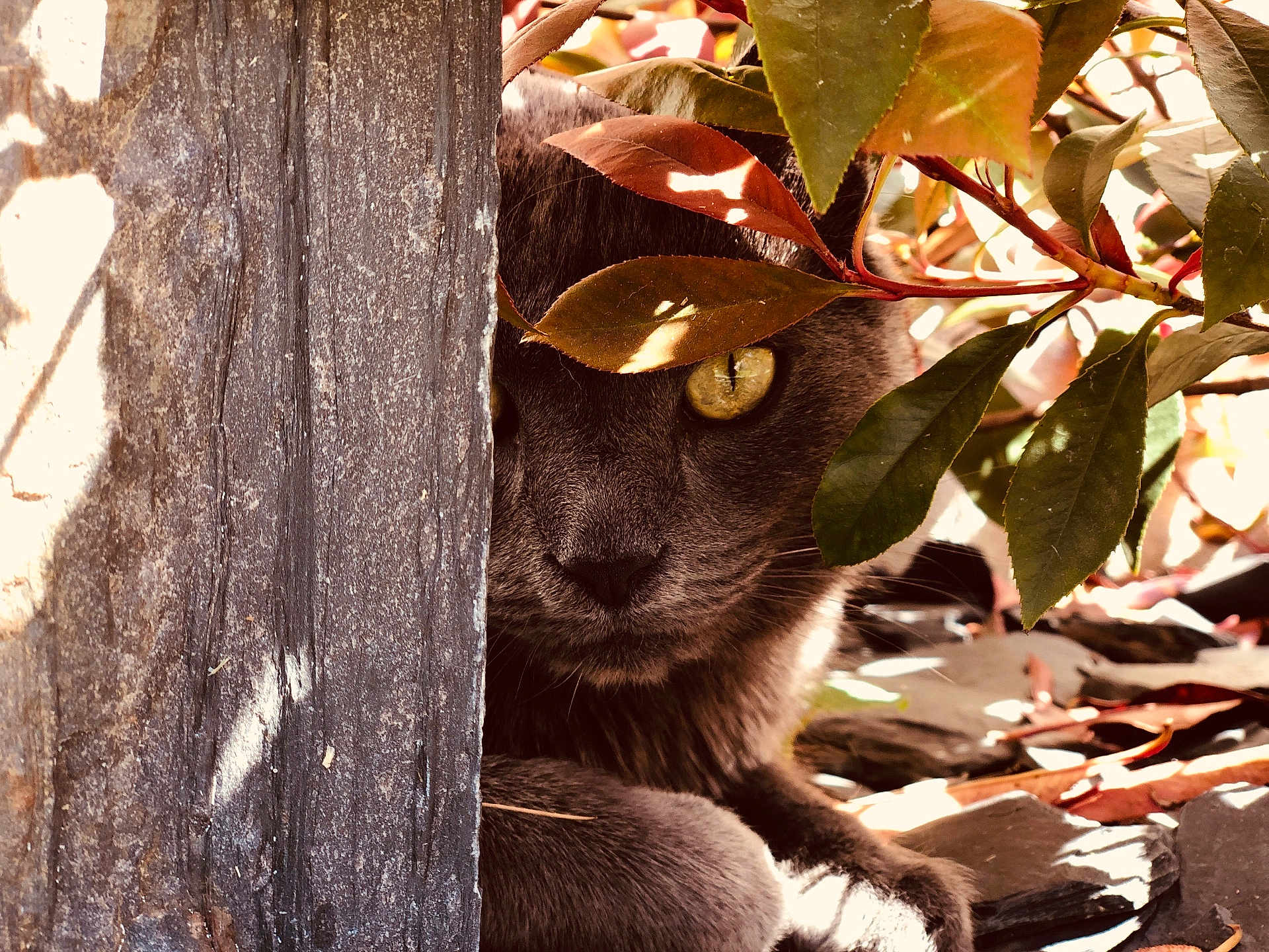 Titou