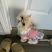 Boba is registered to the contest to win money with this photo: cat, pet, feline, wearing_clothes, pink_sweater, plaid_skirt, white_door, wood_floor, slippers, looking_up, big_eyes, fluffy, cream_colored, paws, tail, indoor, small_pet, cute, portrait, sitting