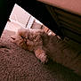 bed_frame, cable, carpet, cat, cozy, fluffy, fur, furniture, household, indoor, paws, persian_cat, pet, portrait, relaxed, slats, sleepy, soft_lighting, under_bed, whiskers