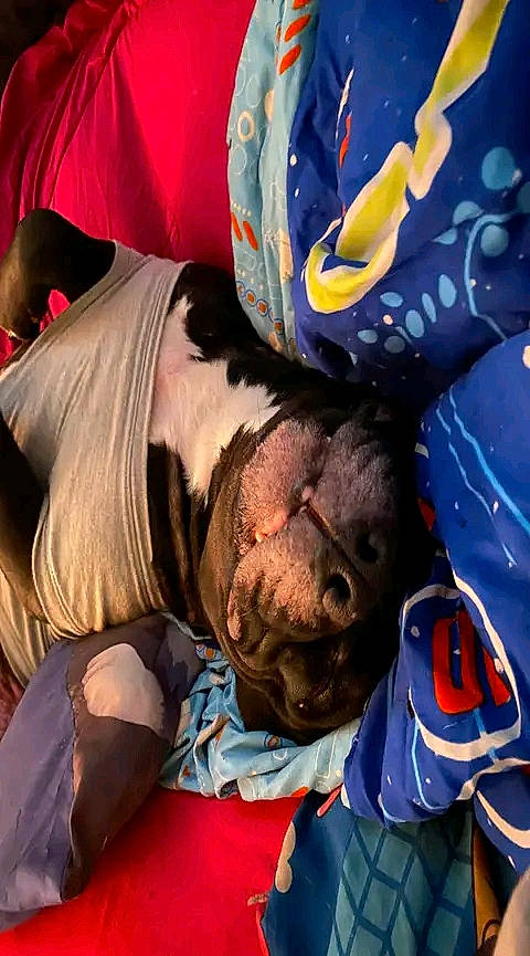 Reckless joined the competition — help win amazing prizes! companion_dog, dog, dog_breed, electric_blue, fictional_character, flesh, fun, fur, gesture, personal_protective_equipment, recreation, wrinkle