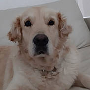 Meringue participe au concours pour gagner de l'argent avec cette photo : akbash_dog, canidae, carnivore, companion_dog, dog, dog_breed, golden_retriever, great_pyrenees, kuvasz, livestock_guardian_dog, mammal, maremma_sheepdog, nose, polish_tatra_sheepdog, puppy, retriever, slovak_cuvac, snout, sporting_group, vertebrate