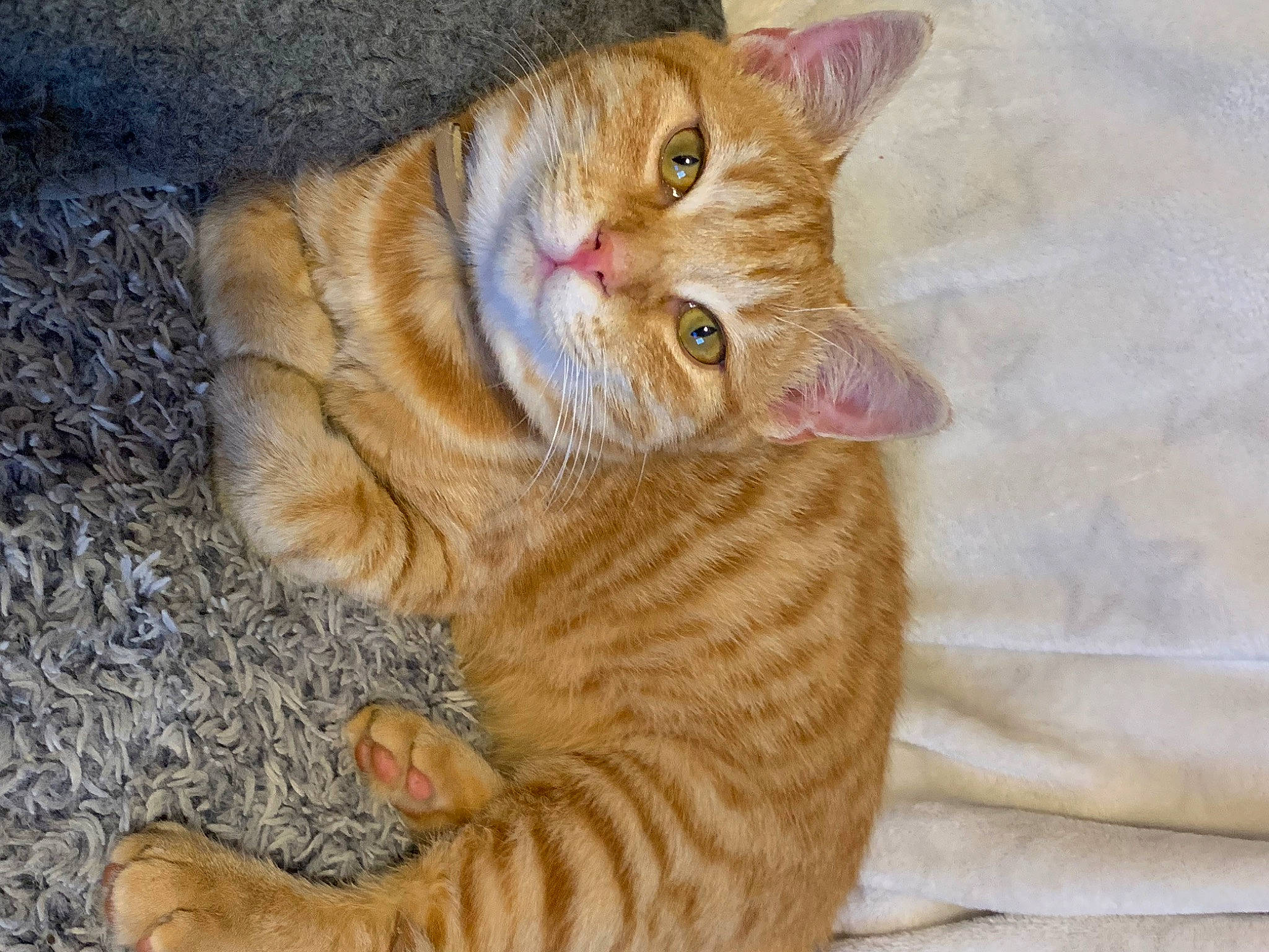 Garfild participe au concours pour gagner de l'argent avec cette photo : carnivore, cat, claw, comfort, domestic_short_haired_cat, fawn, felidae, foot, fur, paw, small_to_medium_sized_cats, snout, tail, terrestrial_animal, whiskers