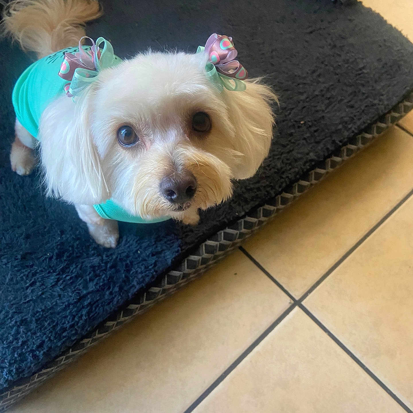 August joined the competition — help win amazing prizes! animal, canine, dog, dogbed, eskimodog, pet, poodle, puppy, terrier, whitedog