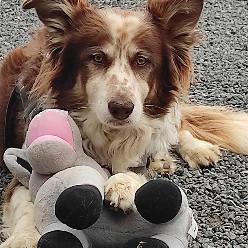 Samy a rejoint le concours — aidez-le/la à gagner de superbes lots ! animal, brown, companion, cute, dog, ears, fluffy, fur, gravel, guarding, lying_down, muzzle, outdoor, paw, pet, playful, relaxed, stuffed_toy, toy, white