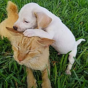 Bob is registered to the contest to win money with this photo: adorable, animals, cat, companions, cute, dog, friendship, fur, grass, green, nature, orange_tabby, outdoor, pet, playing, puppy, relaxed, snuggle, whiskers, young