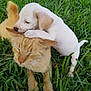 adorable, animals, cat, companions, cute, dog, friendship, fur, grass, green, nature, orange_tabby, outdoor, pet, playing, puppy, relaxed, snuggle, whiskers, young
