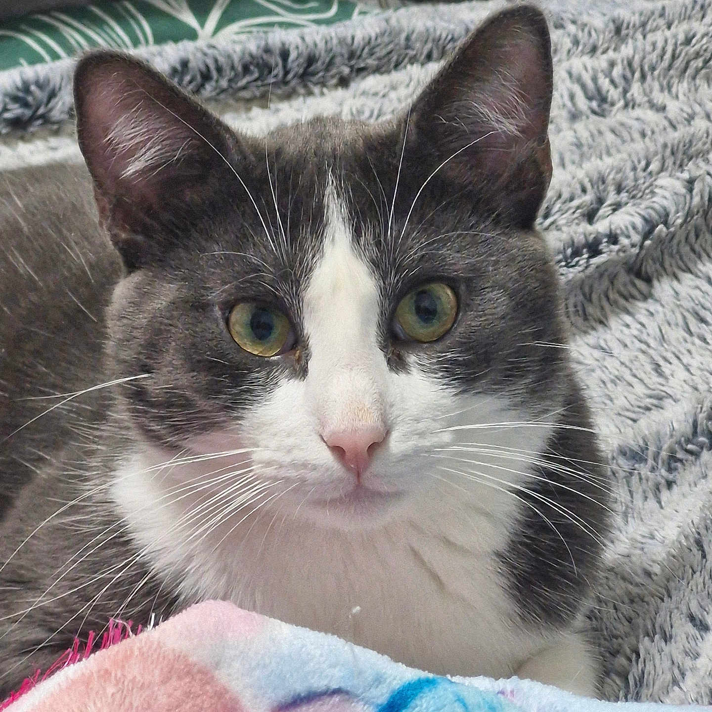Stitch a rejoint le concours — aidez-le/la à gagner de superbes lots ! cat, gray_cat, white_cat, close_up, pet, feline, whiskers, green_eyes, soft_blanket, colorful_blanket, indoor, cute, resting, fur, animal, cozy, comfortable, portrait, domestic_cat, relaxed