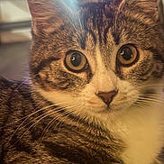 Kiki is registered to the contest to win money with this photo: animal, background_blur, cat, close_up, curious, cute, domestic, ears, eyes, face, feline, fur, indoor, mammal, nose, pet, portrait, soft_light, tabby, whiskers