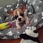 Rizo joined the competition — help win amazing prizes! animal, blanket, brown_and_white, dog, dog_bed, ears, face, french_bulldog, indoor, lying_down, paw_prints, paws, pet, plush_toy, portrait, puppy, short_snout, sitting, toy, wood_floor
