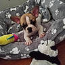 animal, blanket, brown_and_white, dog, dog_bed, ears, face, french_bulldog, indoor, lying_down, paw_prints, paws, pet, plush_toy, portrait, puppy, short_snout, sitting, toy, wood_floor