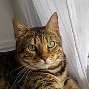 Sorya Kebir a rejoint le concours — aidez-le/la à gagner de superbes lots ! cat, tabby, green_eyes, whiskers, fur, striped, window, curtains, indoor, relaxed, pet, animal, mammal, closeup, portrait, domestic_cat, feline, resting, soft_light, cozy