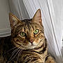 cat, tabby, green_eyes, whiskers, fur, striped, window, curtains, indoor, relaxed, pet, animal, mammal, closeup, portrait, domestic_cat, feline, resting, soft_light, cozy