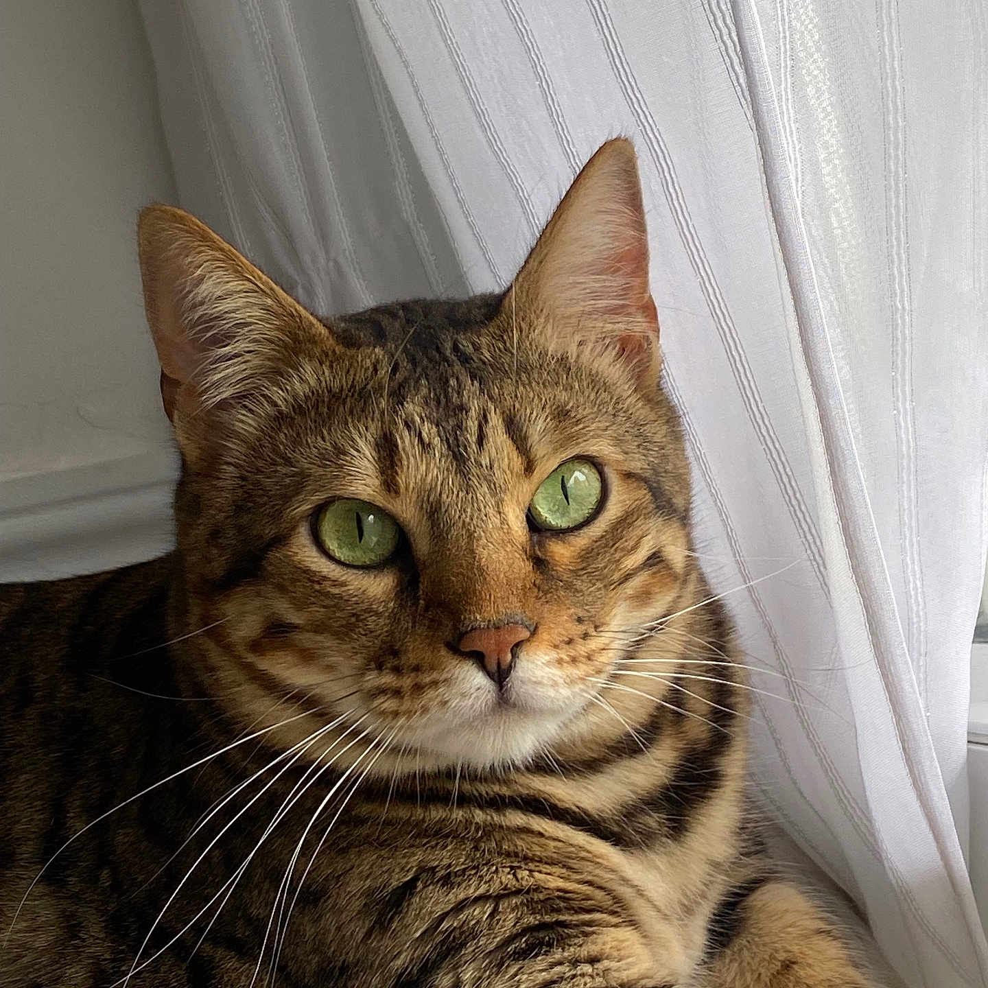 Sorya Kebir a rejoint le concours — aidez-le/la à gagner de superbes lots ! animal, cat, closeup, cozy, curtains, domestic_cat, feline, fur, green_eyes, indoor, mammal, pet, portrait, relaxed, resting, soft_light, striped, tabby, whiskers, window