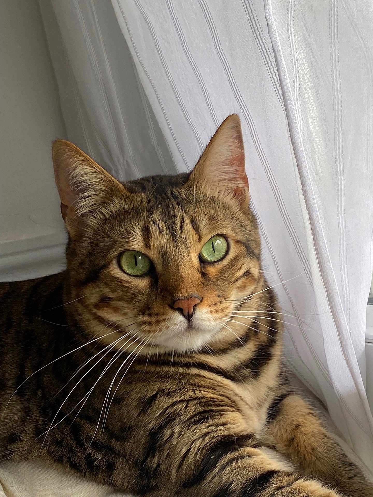 Sorya Kebir a rejoint le concours — aidez-le/la à gagner de superbes lots ! cat, tabby, green_eyes, whiskers, fur, striped, window, curtains, indoor, relaxed, pet, animal, mammal, closeup, portrait, domestic_cat, feline, resting, soft_light, cozy