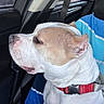 Elsa Marie is registered to the contest to win money with this photo: dog, canine, pet, white_fur, tan_fur, short_hair, close_up, portrait, face, eyes, muzzle, ears, collar, harness, red_harness, car, vehicle, seated, indoor, travel