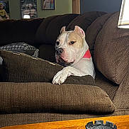 Elsa Marie is registered to the contest to win money with this photo: dog, canine, pet, white_dog, red_collar, couch, living_room, coffee_table, indoors, portrait, paw, sitting, alert, serious_expression, furniture, home_decor, framed_pictures, remote_control, wooden_table, candid_photo