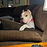 dog, canine, pet, white_dog, red_collar, couch, living_room, coffee_table, indoors, portrait, paw, sitting, alert, serious_expression, furniture, home_decor, framed_pictures, remote_control, wooden_table, candid_photo