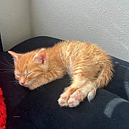 Jerry is registered to the contest to win money with this photo: kitten, cat, sleeping, orange_tabby, paw, feline, pet, animal, cute, resting, fur, whiskers, indoor, black_surface, sunlight, cozy, peaceful, small, young, nap