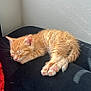 kitten, cat, sleeping, orange_tabby, paw, feline, pet, animal, cute, resting, fur, whiskers, indoor, black_surface, sunlight, cozy, peaceful, small, young, nap