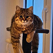 Osaka participe au concours pour gagner de l'argent avec cette photo : cat, tabby, pet, indoor, cat_tree, feline, animal, window, relaxed, paws, fur, domestic_cat, cute, mammal, resting, house, cozy, portrait, looking, ears