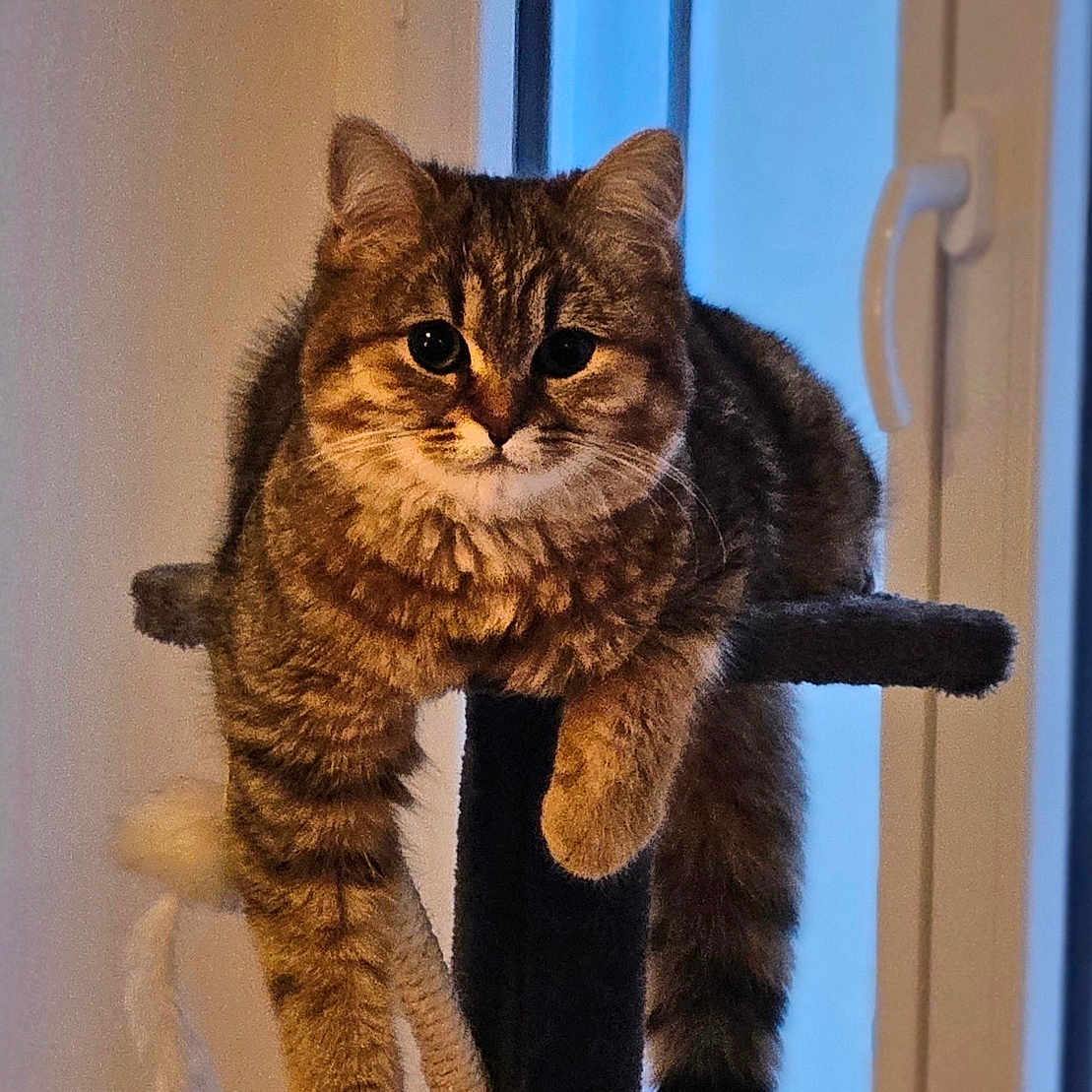 Osaka participe au concours pour gagner de l'argent avec cette photo : cat, tabby, pet, indoor, cat_tree, feline, animal, window, relaxed, paws, fur, domestic_cat, cute, mammal, resting, house, cozy, portrait, looking, ears