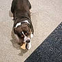 animal, black, bone, brown, canine, carpet, chewing, cute, dog, domestic, floor, fur, indoor, looking_up, paw, pet, pet_toy, playful, toy, white