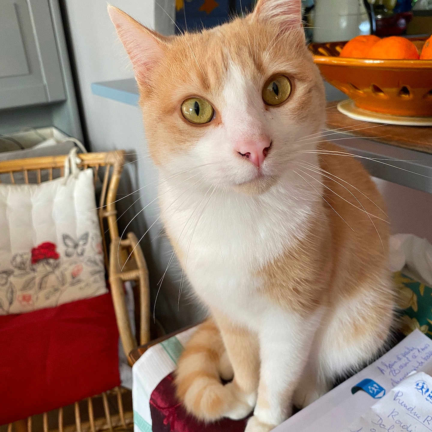 Roudoudou Piolet participe au concours pour gagner de l'argent avec cette photo : abyssinian, animal, architecture, building, cat, chair, couch, cushion, document, furniture, homedecor, indoors, livingroom, pet, plate, receipt, room, table, text, wood
