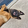 Arrow a rejoint le concours — aidez-le/la à gagner de superbes lots ! animal, black, brown, canine, closeup, concrete, dog, door, ears, fur, german_shepherd, happy, lying_down, muzzle, outdoor, pet, playful, smiling, teeth, tongue