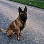 Arrow a rejoint le concours — aidez-le/la à gagner de superbes lots ! alert, animal, belgian_malinois, canine, cloudy_sky, dog, ears, fur, grass, gravel_path, landscape, nature, outdoor, pet, quiet, road, rural, sitting, tail, trees