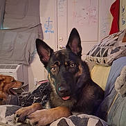 Luna is registered to the contest to win money with this photo: air_conditioner, attentive, blanket, brown_black_coat, couch, cozy, dog, door, ears_up, german_shepherd, graffiti, indoor, living_room, paws, pet_portrait, pillow, relaxed, second_dog, tongue_out, wall_writing