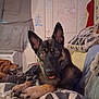 air_conditioner, attentive, blanket, brown_black_coat, couch, cozy, dog, door, ears_up, german_shepherd, graffiti, indoor, living_room, paws, pet_portrait, pillow, relaxed, second_dog, tongue_out, wall_writing