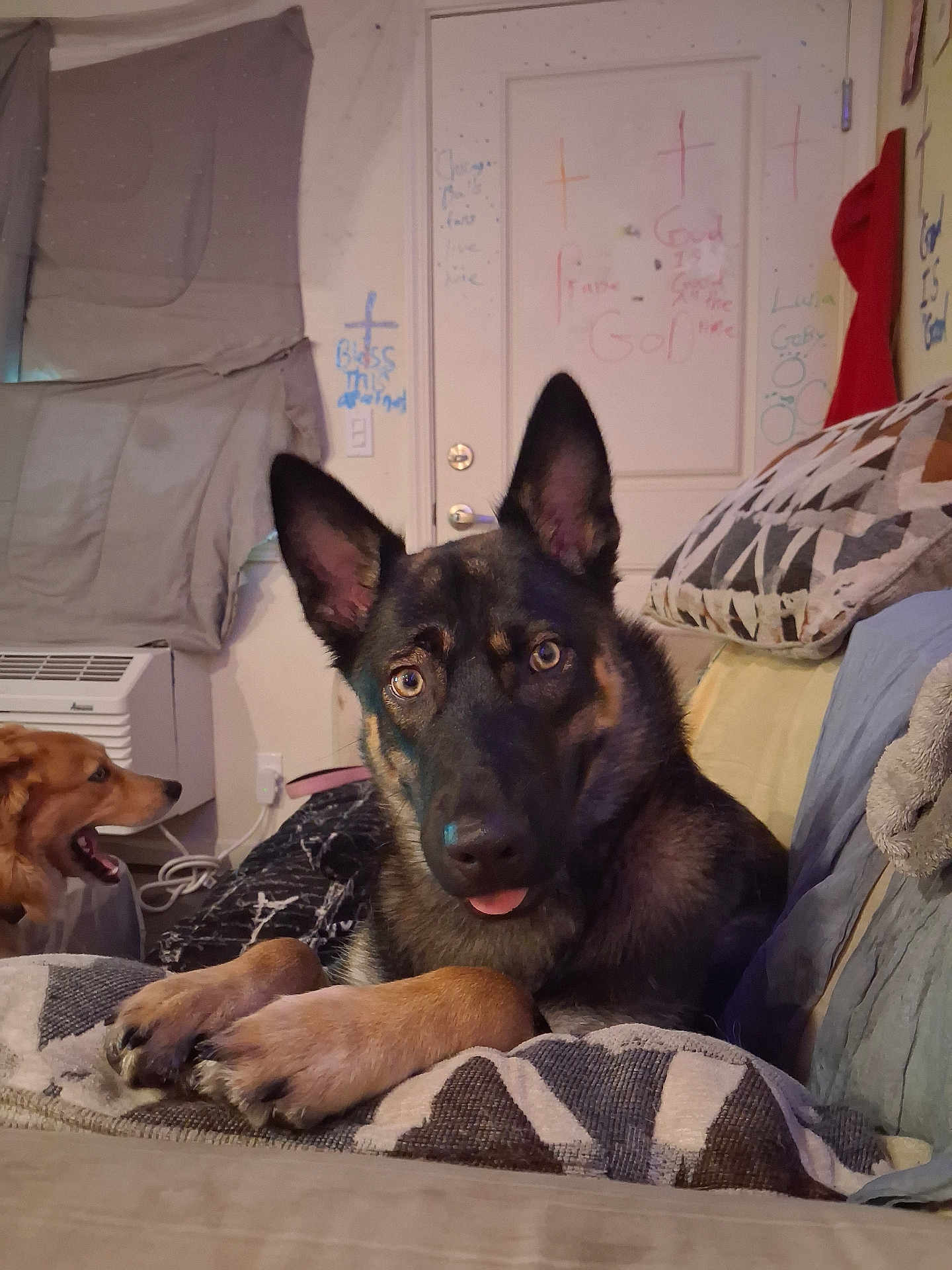 Luna is registered to the contest to win money with this photo: air_conditioner, attentive, blanket, brown_black_coat, couch, cozy, dog, door, ears_up, german_shepherd, graffiti, indoor, living_room, paws, pet_portrait, pillow, relaxed, second_dog, tongue_out, wall_writing