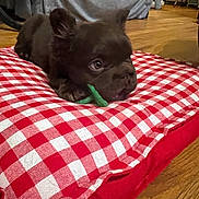 Duke joined the competition — help win amazing prizes! puppy, dog, pet, indoor, cushion, red_and_white, checkered_pattern, toy, wooden_floor, furniture, brown_dog, cute, lying_down, small_dog, domestic_animal, chewing, cozy, home, relaxed, young_dog