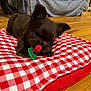 puppy, dog, toy, cushion, red_and_white_checkered, indoor, wooden_floor, brown_fur, pet, chewing, cute, small_dog, floor, furniture, relaxing, cozy, animal, playful, domestic, resting
