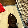 Duke joined the competition — help win amazing prizes! puppy, dog, playpen, pet, brown, fur, floor, blanket, indoor, absorbent_pad, cute, animal, young, pet_care, resting, looking_up, ears, small, adorable, cage