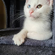 Odin joined the competition — help win amazing prizes! kitten, white_cat, heterochromia, blue_eye, amber_eye, cat_tree, carpet, whiskers, close_up, pet, animal, feline, cute, indoor, soft_texture, pink_nose, paw, young_cat, relaxed, portrait