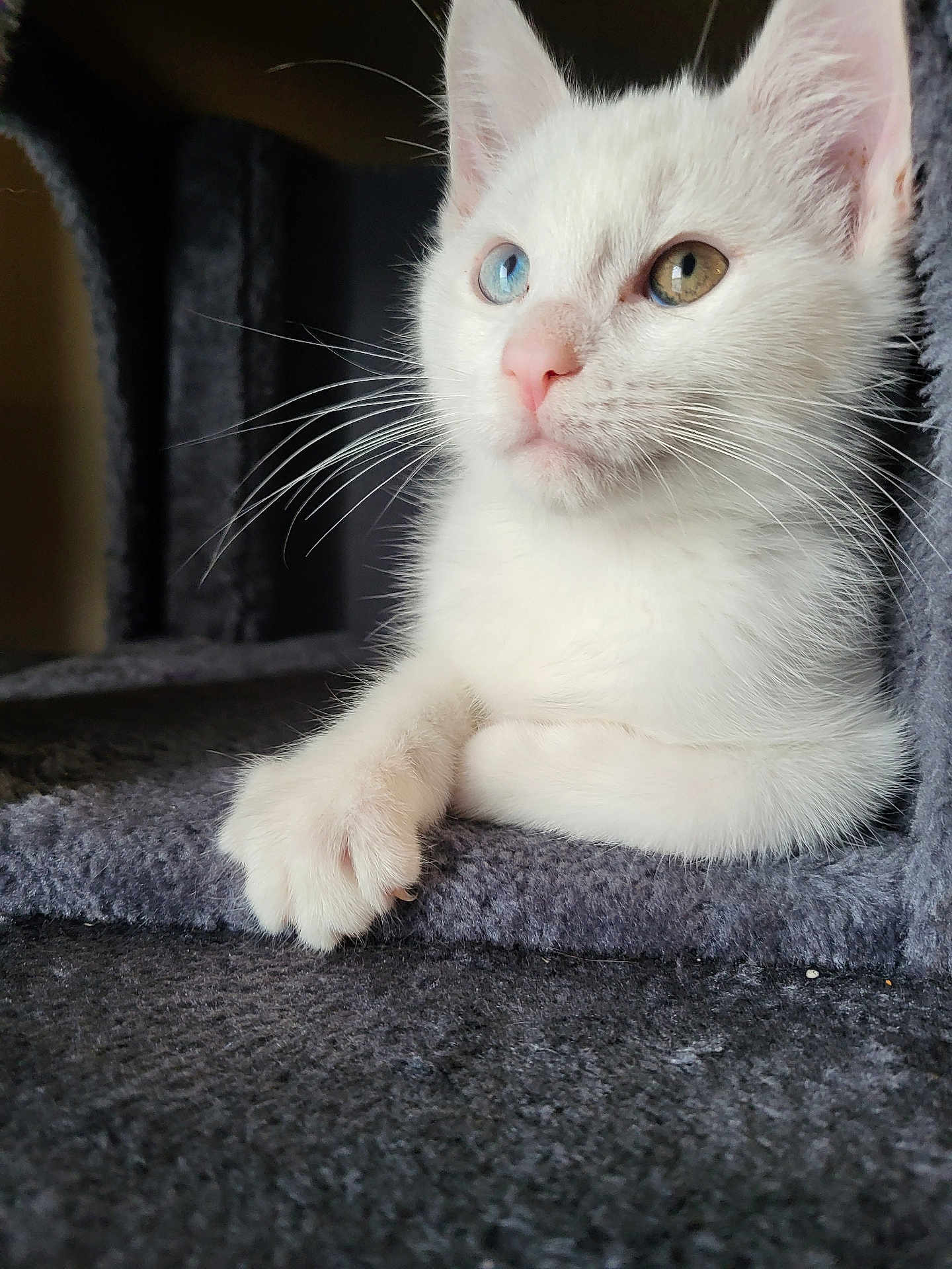 Odin