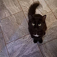 Snickers is registered to the contest to win money with this photo: cat, black_cat, pet, animal, floor, tile_floor, looking_up, curious, indoor, feline, whiskers, tail, fur, eyes, domestic_animal, cute, companion, home, mammal, black_fur