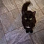 cat, black_cat, pet, animal, floor, tile_floor, looking_up, curious, indoor, feline, whiskers, tail, fur, eyes, domestic_animal, cute, companion, home, mammal, black_fur