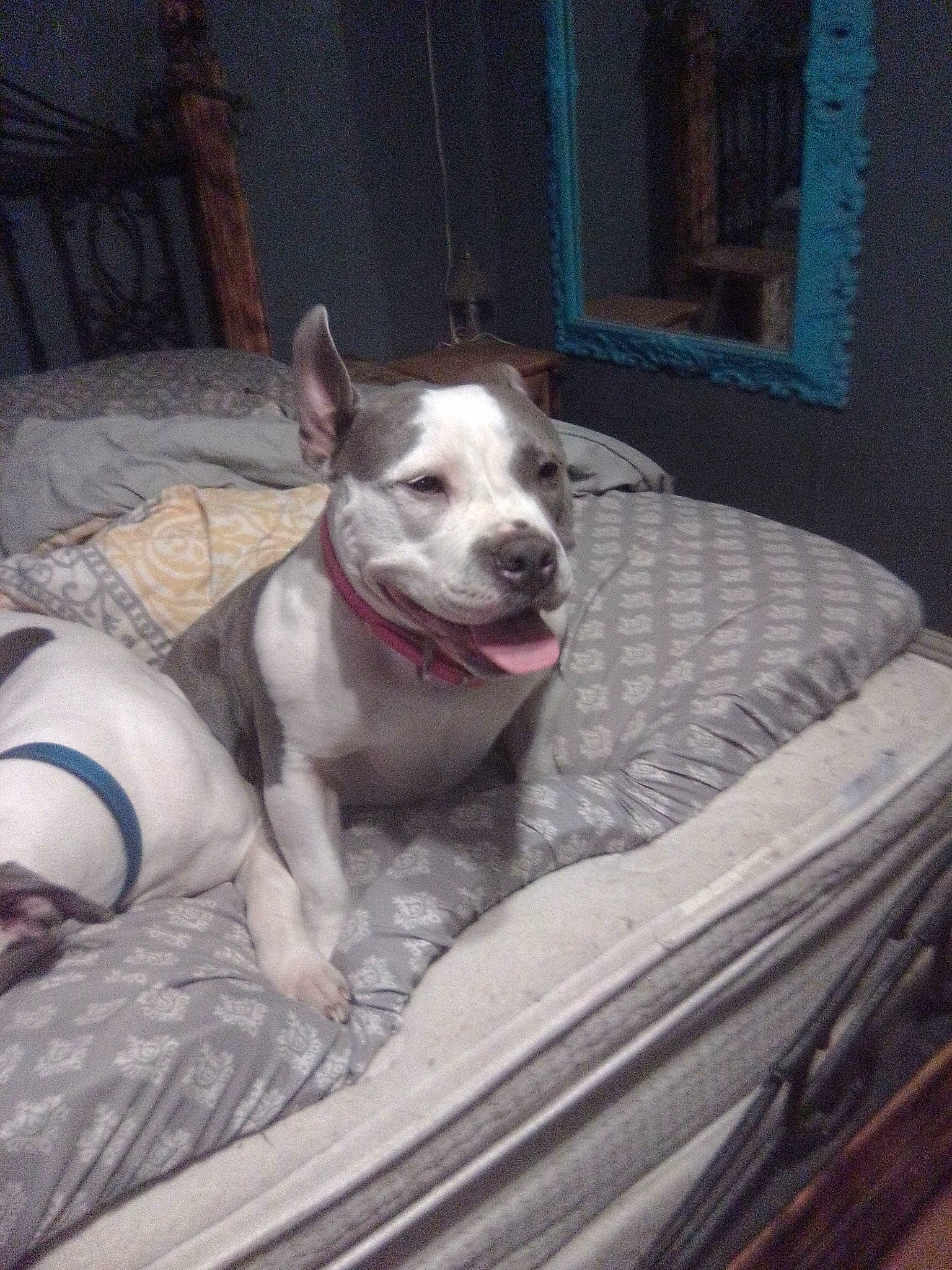 Currency is registered to the contest to win money with this photo: carnivore, collar, companion_dog, dog, dog_breed, dog_collar, hardwood, non_sporting_group, paw, snout, sporting_group, terrestrial_animal, terrier, whiskers, wood, working_animal