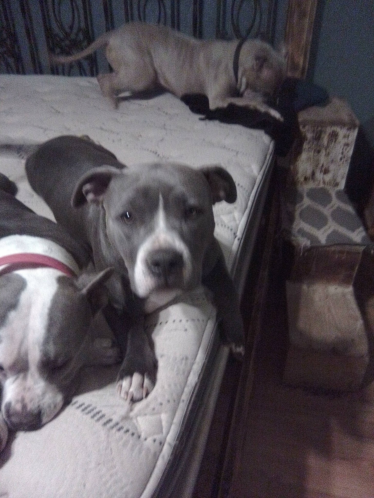 Brystal is registered to the contest to win money with this photo: bored, canidae, carnivore, collar, comfort, companion_dog, dog, dog_breed, dog_supply, fawn, grey, linens, mammal, non_sporting_group, pet_supply, snout, sporting_group, terrestrial_animal, whiskers, working_animal