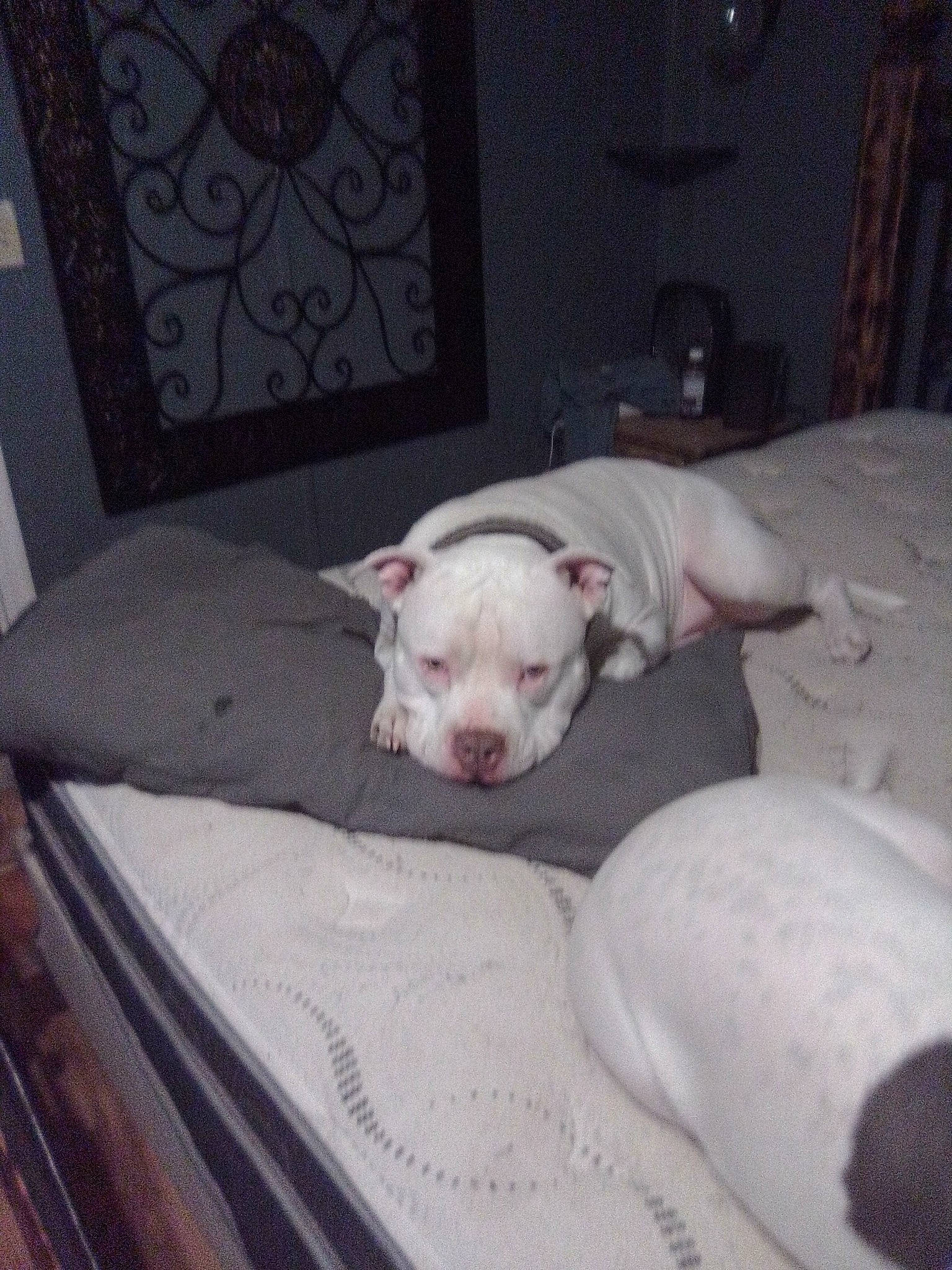 Soda is registered to the contest to win money with this photo: canidae, carnivore, comfort, companion_dog, dog, dog_breed, dogo_argentino, grey, nap, picture_frame, room, sporting_group, tail, terrestrial_animal, toy_dog, whiskers, working_animal