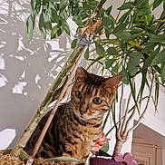 S'Flöki a rejoint le concours — aidez-le/la à gagner de superbes lots ! cat, plant, leaf, pot, flower, indoor, shadow, curious, feline, striped, green, nature, decor, wood, basket, stem, pet, animal, home, closeup