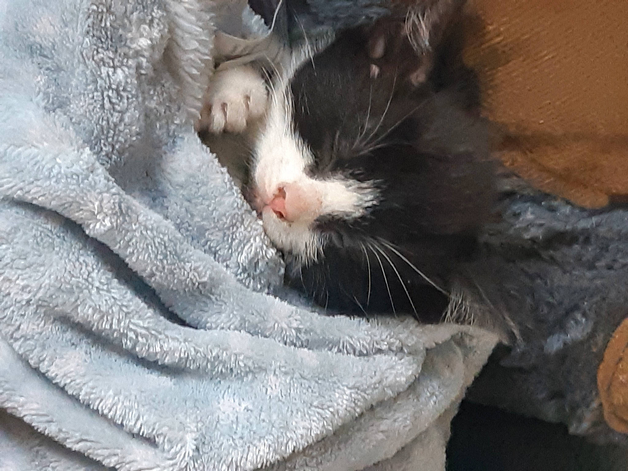 Bobbie joined the competition — help win amazing prizes! carnivore, cat, felidae, fur, gerbil, muridae, rat, small_to_medium_sized_cats, snout, whiskers