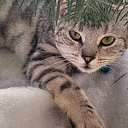 Clochette a rejoint le concours — aidez-le/la à gagner de superbes lots ! animal, blanket, cat, christmas_tree, cozy, cute, decor, eyes, fur, greenery, holiday, indoor, paws, pet, relaxed, resting, ribbon, soft, tabby, whiskers