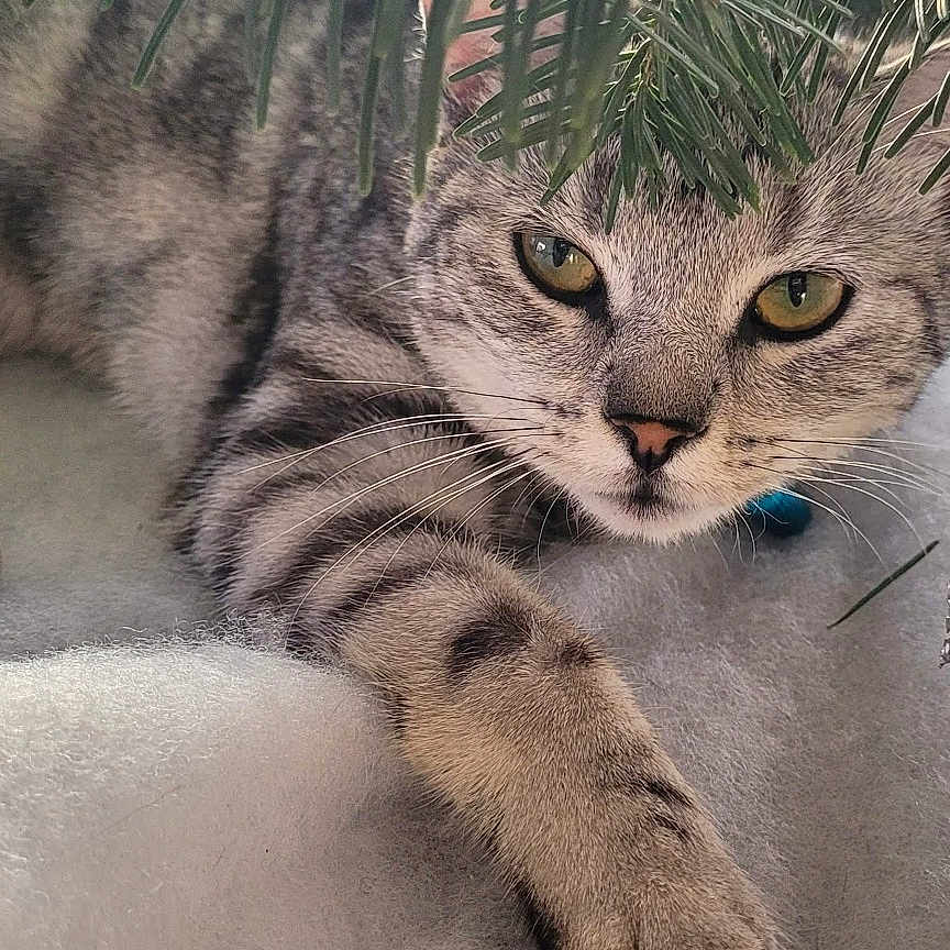 Clochette a rejoint le concours — aidez-le/la à gagner de superbes lots ! animal, blanket, cat, christmas_tree, cozy, cute, decor, eyes, fur, greenery, holiday, indoor, paws, pet, relaxed, resting, ribbon, soft, tabby, whiskers