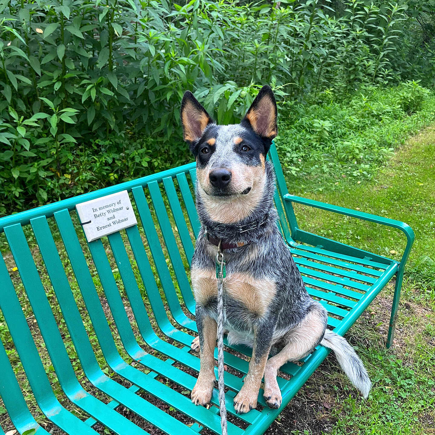 Wren joined the competition — help win amazing prizes! animal, bench, canine, dog, furniture, grass, green, herbal, herbs, nature, outdoors, park, pet, plant, puppy, soil, summer, tree, vegetation, yard