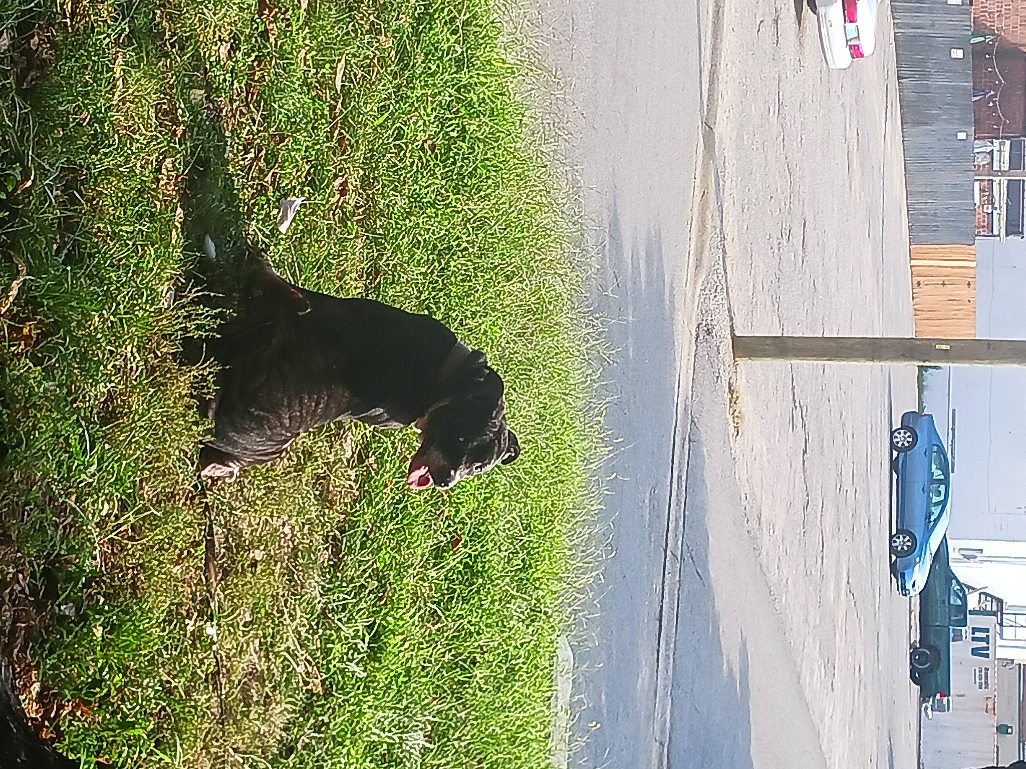 Clyde Monster is registered to the contest to win money with this photo: asphalt, carnivore, concrete, dog, dog_breed, facade, grass, plant, reflection, road_surface, shadow, shrub, sporting_group, tail, tints_and_shades, tree, wall, water, window, wood