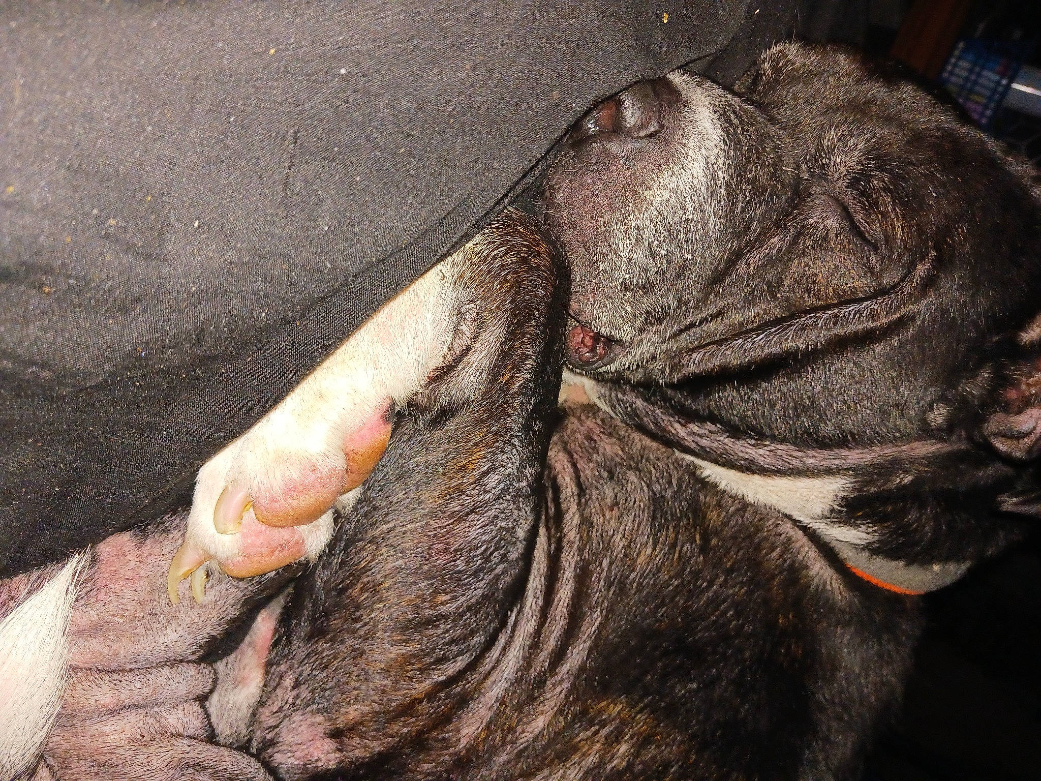 Clyde Monster is registered to the contest to win money with this photo: bridle, elephant, elephants_and_mammoths, fawn, foot, fur, gesture, horse_tack, human_leg, indian_elephant, liver, livestock, mane, pack_animal, rein, snout, stallion, terrestrial_animal, working_animal, wrinkle